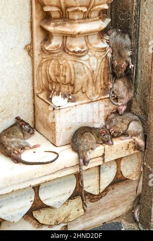 India Rajasthan. Shree Karni Mataj Temple, The temple of thousands rats in Deshnok Stock Photo