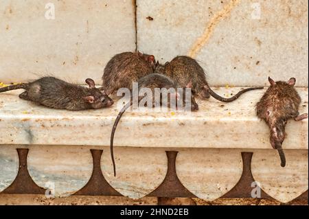 India Rajasthan. Shree Karni Mataj Temple, The temple of thousands rats in Deshnok Stock Photo
