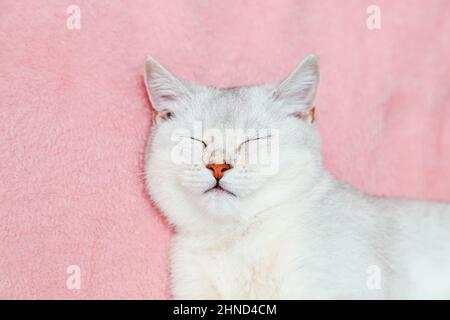 Close-up of  face cute British chinchilla cat. The kitten sleeps wrapped in a warm pink blanket. Stock Photo
