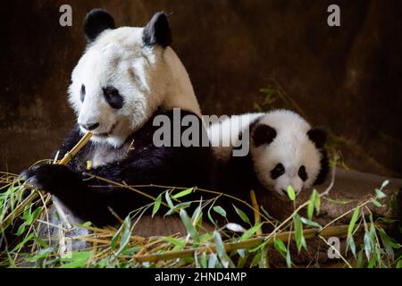 Giant panda bear with one of her two 5-month-old cubs at the Madrid Zoo Stock Photo