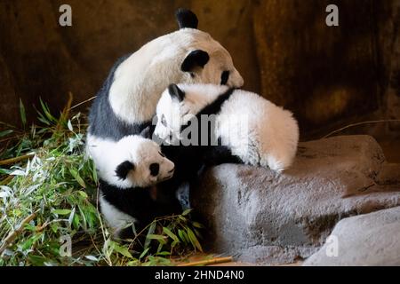 Giant panda bear with her two 5-month-old cubs playing at the Madrid Zoo Stock Photo