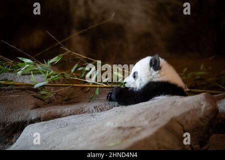 Funny young five month old panda cub stuck on a rock in the zoo Stock Photo