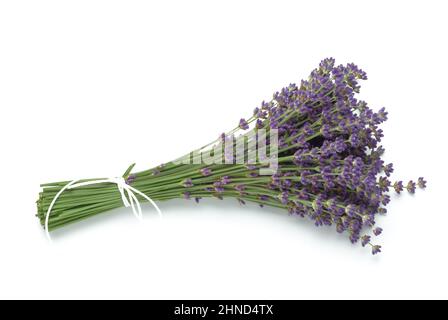 Echte Lavendel oder Schmalblättrige Lavendel, Lavandula angustifolia, Lavandula officinalis, alte Heilpflanze, die bei Unruhezuständen, Einschlafprobl Stock Photo