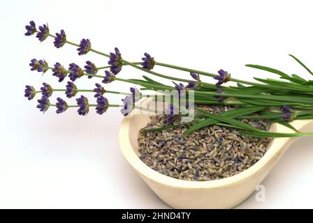 Echte Lavendel oder Schmalblättrige Lavendel, Lavandula angustifolia, Lavandula officinalis, alte Heilpflanze, die bei Unruhezuständen, Einschlafprobl Stock Photo