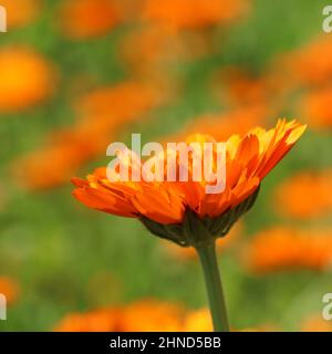 Orange marigold flower calendula officinalis close up in field against blurred background Stock Photo