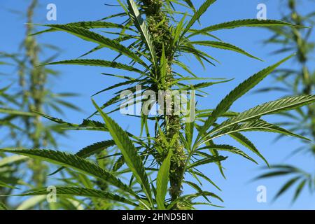 Flowering hemp plant cannabis sativa against clear blue sky Stock Photo