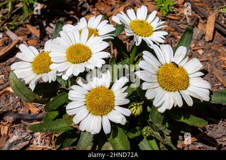 Group of six pretty daisies with a small bee on one of them in a springtime garden in St. Croix Falls, Wisconsin USA. Stock Photo