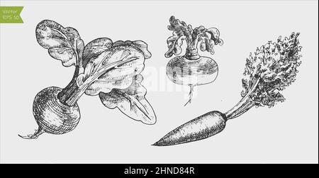 Black and white engraved beetroot and carrot set. Vector isolated illustration Stock Vector