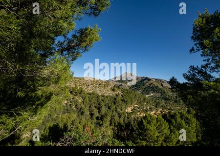 pinos de Alepo, Puig de Galatzó, 1027 metros de altura,  Sierra de Tramuntana, Mallorca, Balearic Islands, Spain Stock Photo