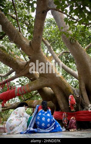 Kailashahar, India - January 23 2022 : 14 God's temple at Kailashahar, Tripura Stock Photo