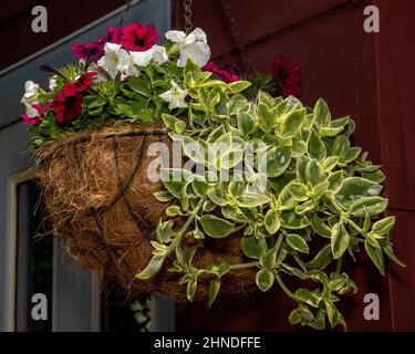 Pretty hanging basket of deep red and white petunias with trailing greenery in a summer garden. Stock Photo