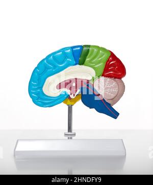 Anatomical model of human brain for medical education, close-up. Brain health concept in healthcare Stock Photo