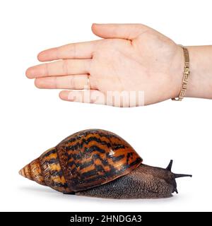 Adult size frican Giant Ghanese snail aka Giant African snail, Giant tiger land snail or Achatina Achatina , moving side ways. Human hand for referenc Stock Photo