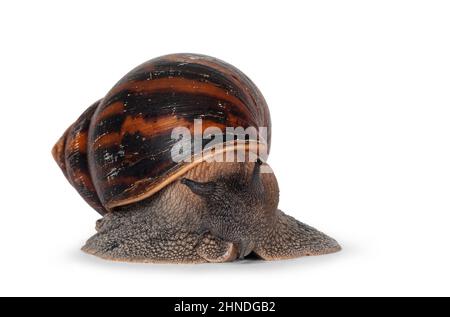 Adult size frican Giant Ghanese snail aka Giant African snail, Giant tiger land snail or Achatina Achatina , moving towards camera. isolated on a whit Stock Photo