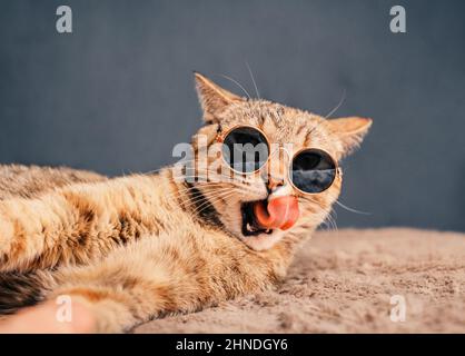 Portrait of highland straight fluffy cat with long hair and round sunglasses.  Fashion, style, cool animal concept. Studio photo. White pussycat on violet  background. Stock Photo | Adobe Stock