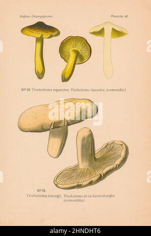 Antique mushroom engraving of Tricholoma equestre (Man On Horseback), Tricholoma Georgii. From 'Atlas des Champignons' by Leon Dufour, 1891. Stock Photo