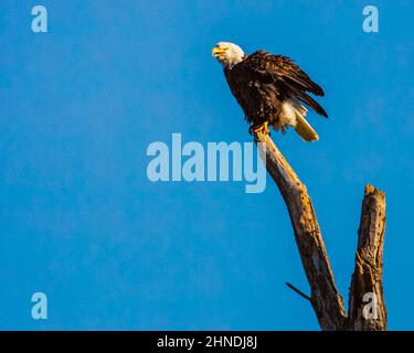 Bald eagle on dead snag with feathers ruffled and squawking.  Photographed at Turtle Bay Exploration area in Shasta County, California, USA. Stock Photo