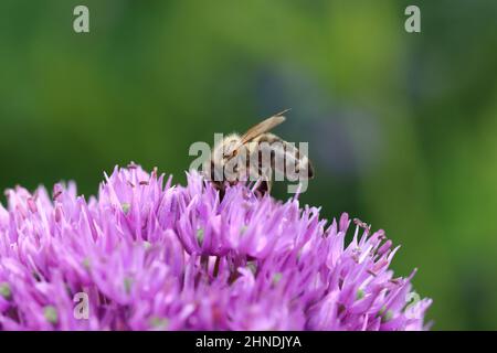 a bee searches for nectar on the flowers of an allium, copy space Stock Photo
