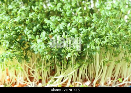 close-up of sprouting cress plants of the Lepidium sativum variety, side view Stock Photo