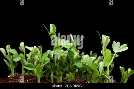Sprouts germination newborn pea microgreen in black background. Stock Photo
