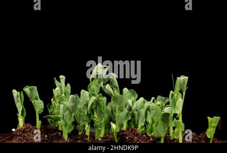 Sprouts germination newborn pea microgreen in black background. Stock Photo