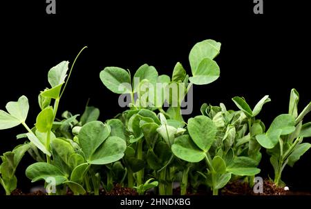 Sprouts germination newborn pea microgreen in black background. Stock Photo