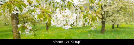 Spring. Cherry tree in full bloom. Focus on the foreground. Stock Photo