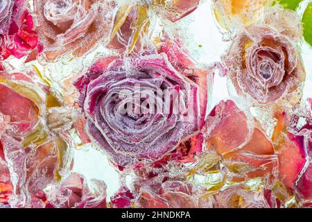 Frozen Flower ice background. Fresh beautiful flower of and air bubbles in the ice cube. Frozen Flora Stock Photo