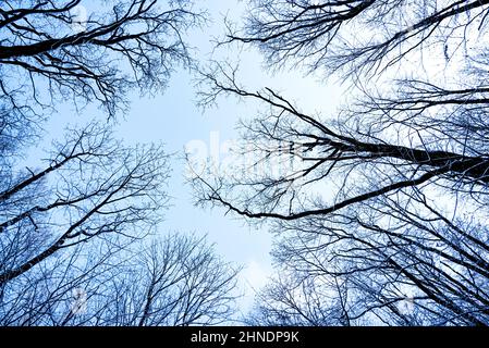 Branches of a tree without leaves against the sky. Stock Photo