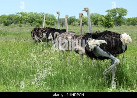 A family of Ostriches on the savannah, walking away towards the bush. Stock Photo