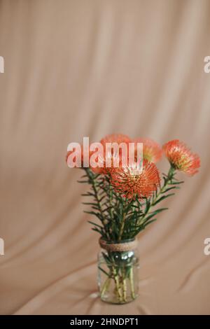 Pincushion protea prettiness  Stock Photo