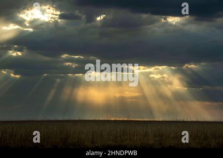 Light streaming through the clouds hanging ominously over the savannah. Stock Photo