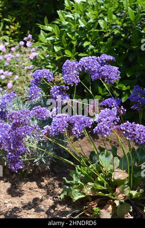 Statice, also known as wavyleaf sea lavender or Limonium sinuatum,purple  flowers in a Mediterranean garden Stock Photo