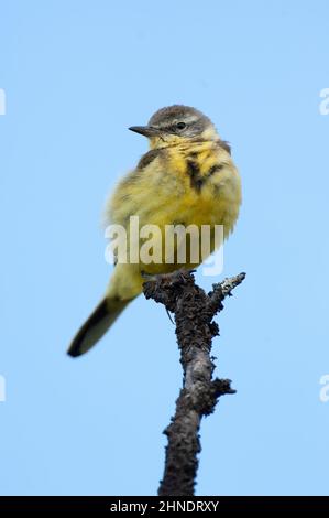 Wagtail yellow (Motacilla flava thunbergi), adult in summer plumage, Norway Stock Photo