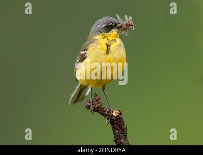 Wagtail yellow (Motacilla flava thunbergi), adult in summer plumage, Norway Stock Photo