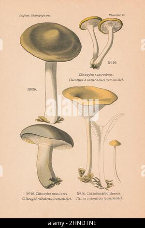 Vintage mushroom illustration of Clitocybe nebularis (Clouded Agaric), C. suaveolens and C. infundibuliformis (Common Funnel). Stock Photo