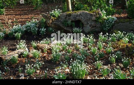 Display of Snowdrops in ground and growing on fallen tree trunk. Stock Photo