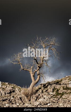 Lone tree growing out of rock set against a stormy sky Stock Photo