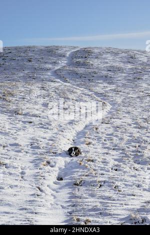 Border Collie enjoying the snow in the Howgills Stock Photo