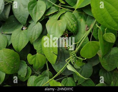 A Black pepper vine (Piper nigrum) with a hanging spike Stock Photo