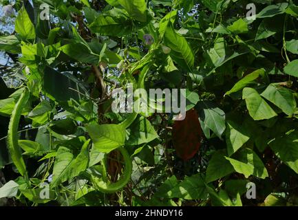 A winged bean vine with hanging winged bean spikes and flowers in the garden Stock Photo