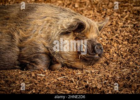 A domestic pig lies on the ground and rests in fine weather Stock Photo