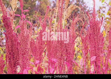 Amaranth is growing in rural garden. Organic red Amaranth in farming and harvesting. Growing vegetables at home.
