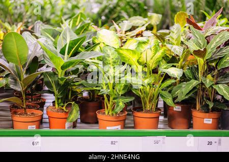 Houseplants in pots in garden shop. Various green plants is sold in store. Planting of greenery. Stock Photo