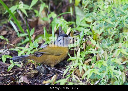 A Large-footed Finch, Pezopetes capitalis, resting on the ground Stock Photo