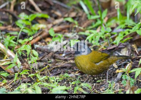 A Large-footed Finch, Pezopetes capitalis, foraging on the ground Stock Photo