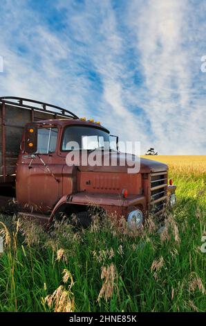 Abandoned Vintage and Rusty Truck in a Field on a Sunny Day Stock Photo