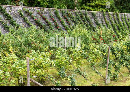 Cordon apples ripening in the walled garden at the Torrisdale Castle Estate on the Kintyre Peninsula, Argyll & Bute, Scotland UK Stock Photo