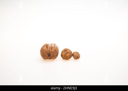 closeup of a walnut isolated on white background. Stock Photo