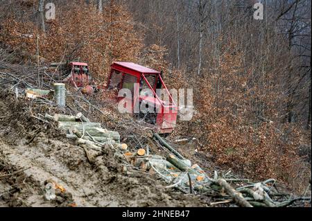 Skidder LKT 81 TURBO in the forest. Professional logging tractor. The Carpathian Mountains Poland. Stock Photo
